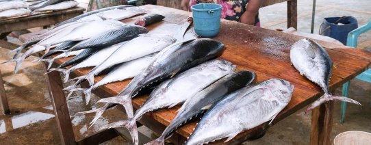 Vismarkt in Negombo