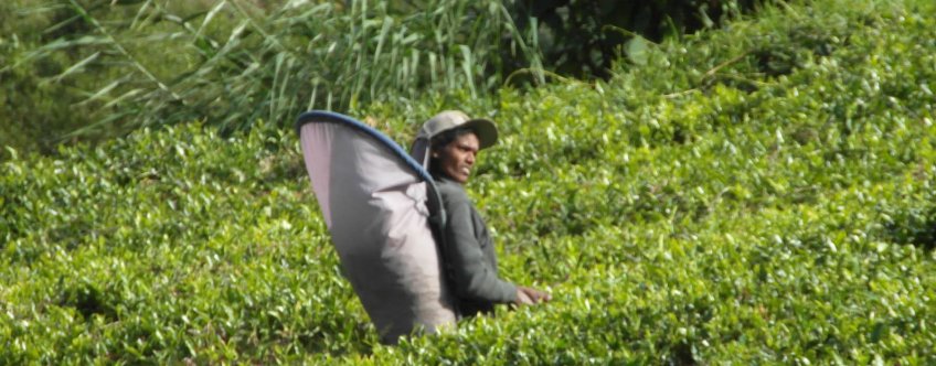 sri lanka, nuwara eliya theeplantages.jpg