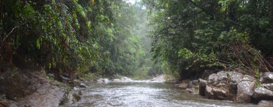 sri lanka, sinharaja rainforest np (10).jpg