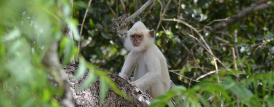 sri lanka, yala (30).jpg