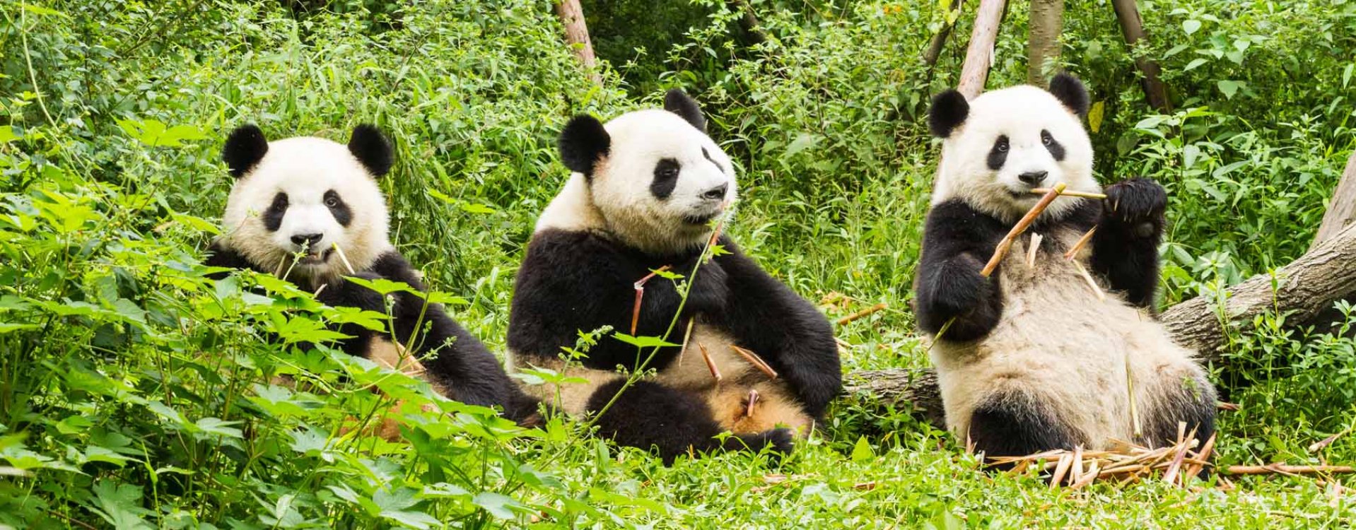 Tibetaanse gebedsvlaggen