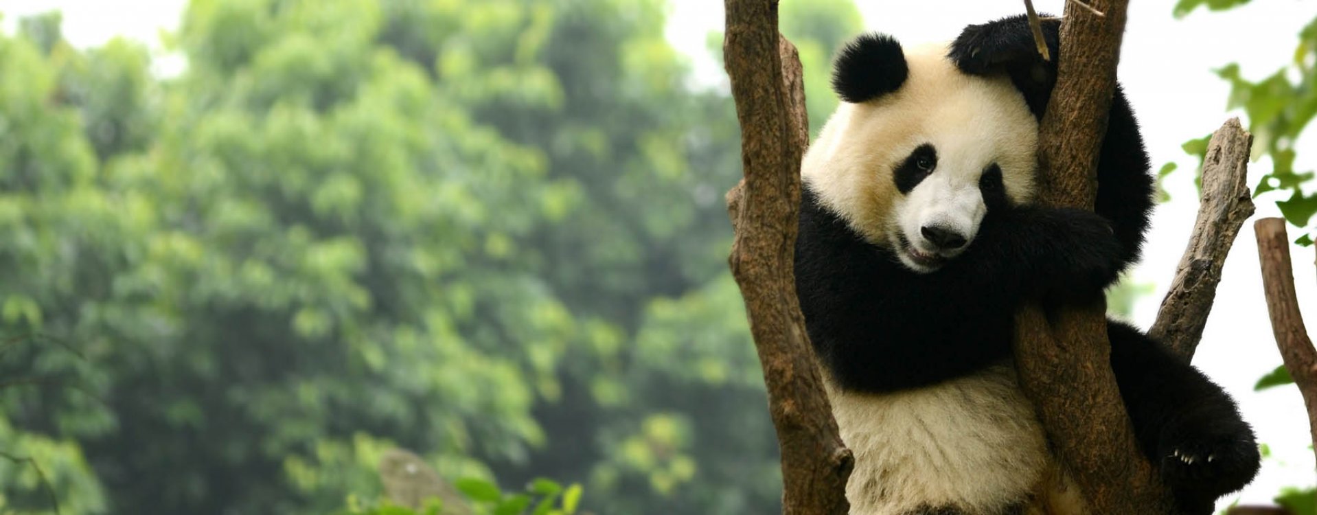 Chengdu, panda