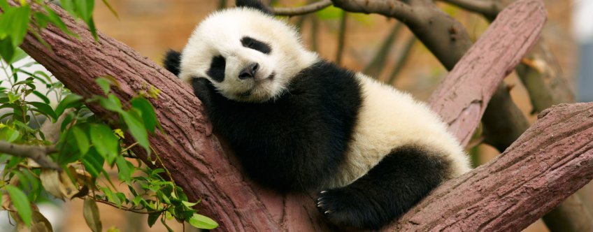 cn, chengdu, panda.jpg