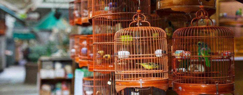 cn, hongkong, kowloon, birds market.jpg