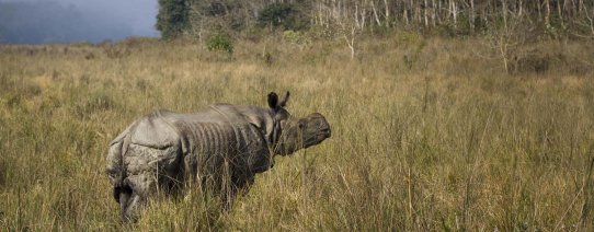 Chitwan National Park