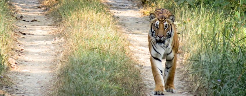 np, chitwan national park (1).jpg