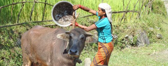 Kathmandu Vallei