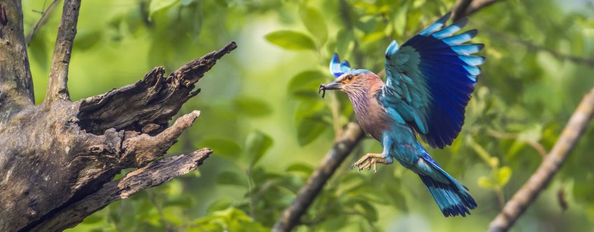 np, chitwan np (10).jpg