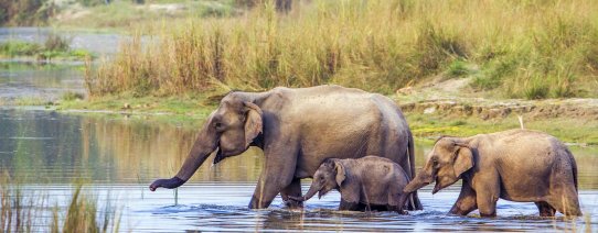 np, chitwan np (3).jpg