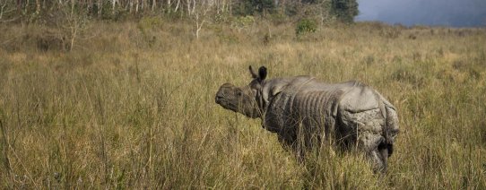 Chitwan National Park