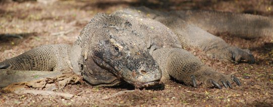 id-flores-komodo (24).jpg