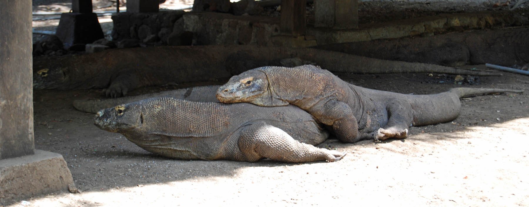 id, flores, rinca eiland (35).jpg