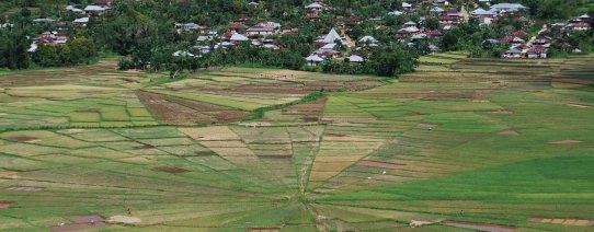 id, flores, spinnenweb rijstvelden (5).jpg