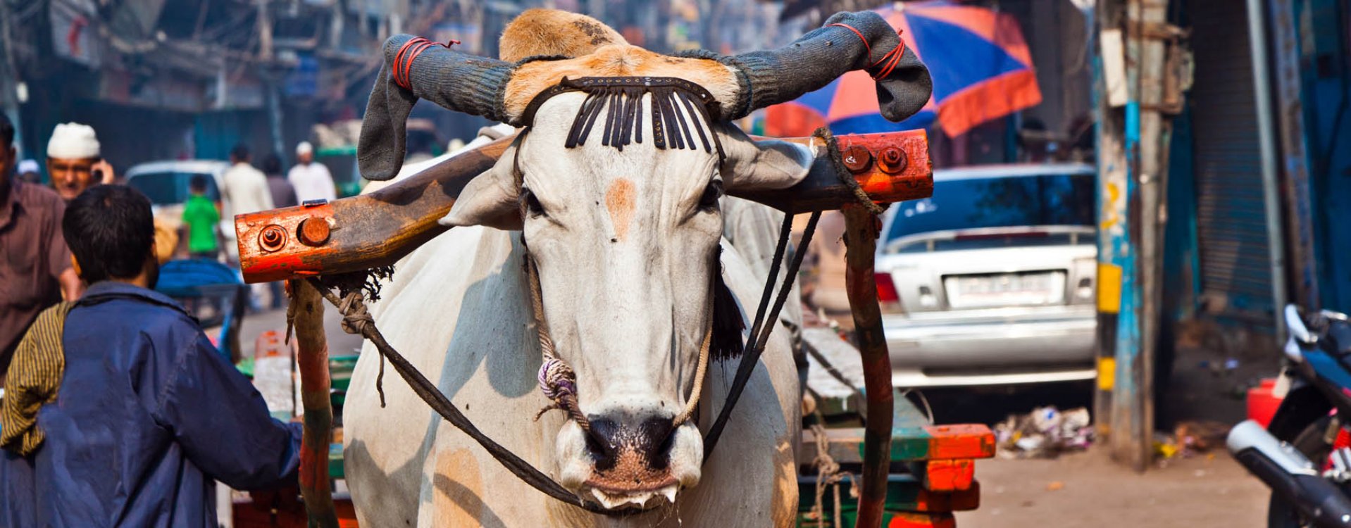 Ossenkar in Delhi