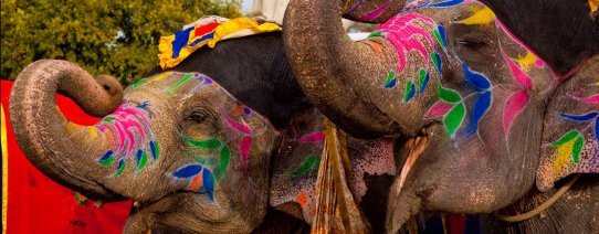 in, jaipur, olifantenfestival.jpg