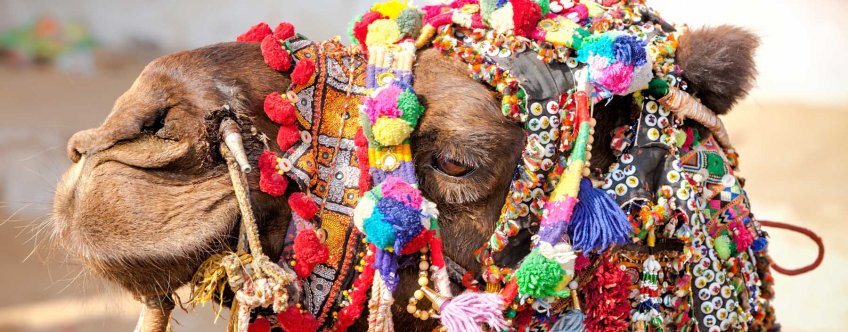 in, pushkar, camel at the pushkar fair.jpg