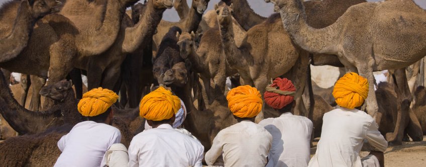 in, pushkar, kamelenmarkt.jpg