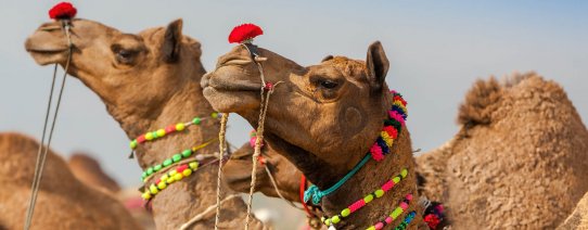 in, pushkar, camels at the pushkar fair.jpg