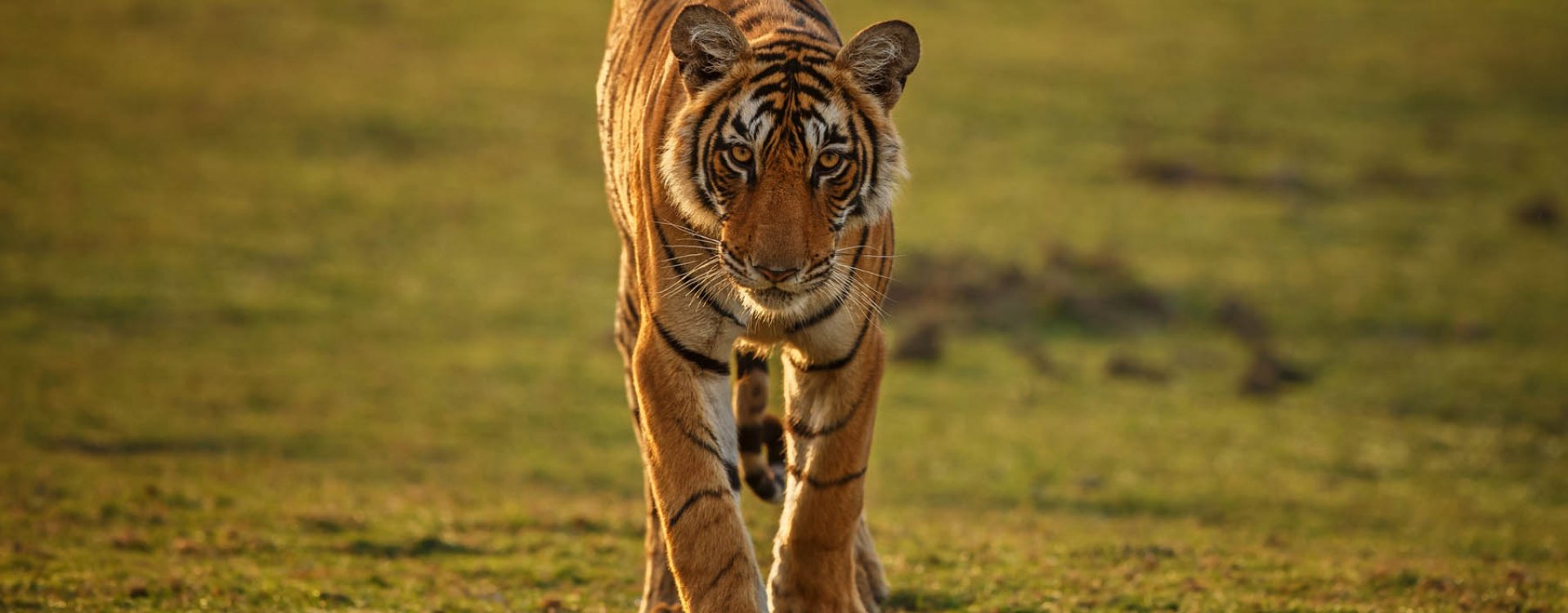 Tijger in Ranthambore NP