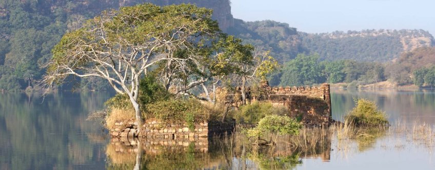 in, ranthambore.jpg