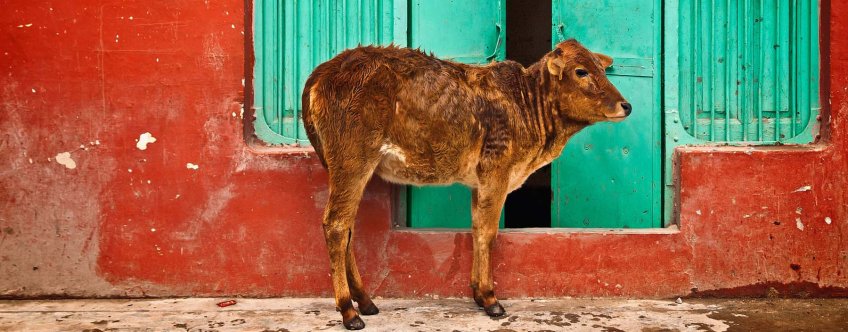 in, algemeen, cow.jpg