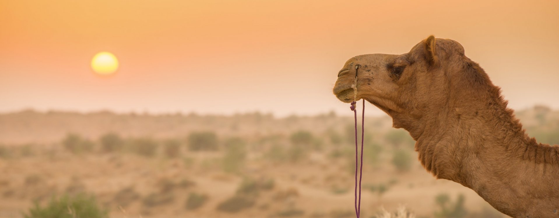 Straatbeeld in Delhi