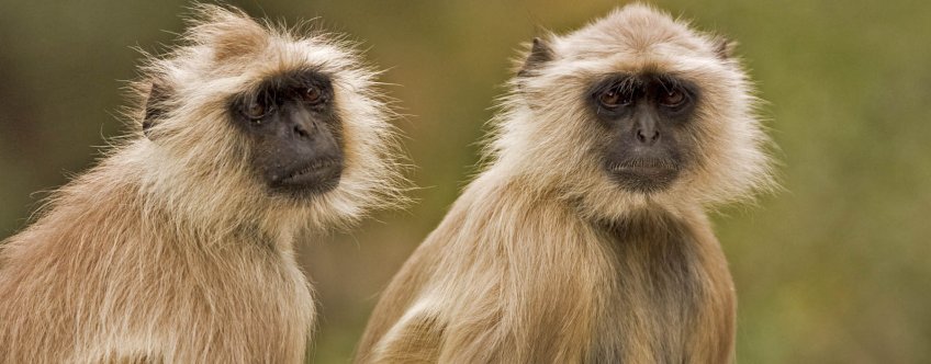 in, ranthambore, two langurs.jpg