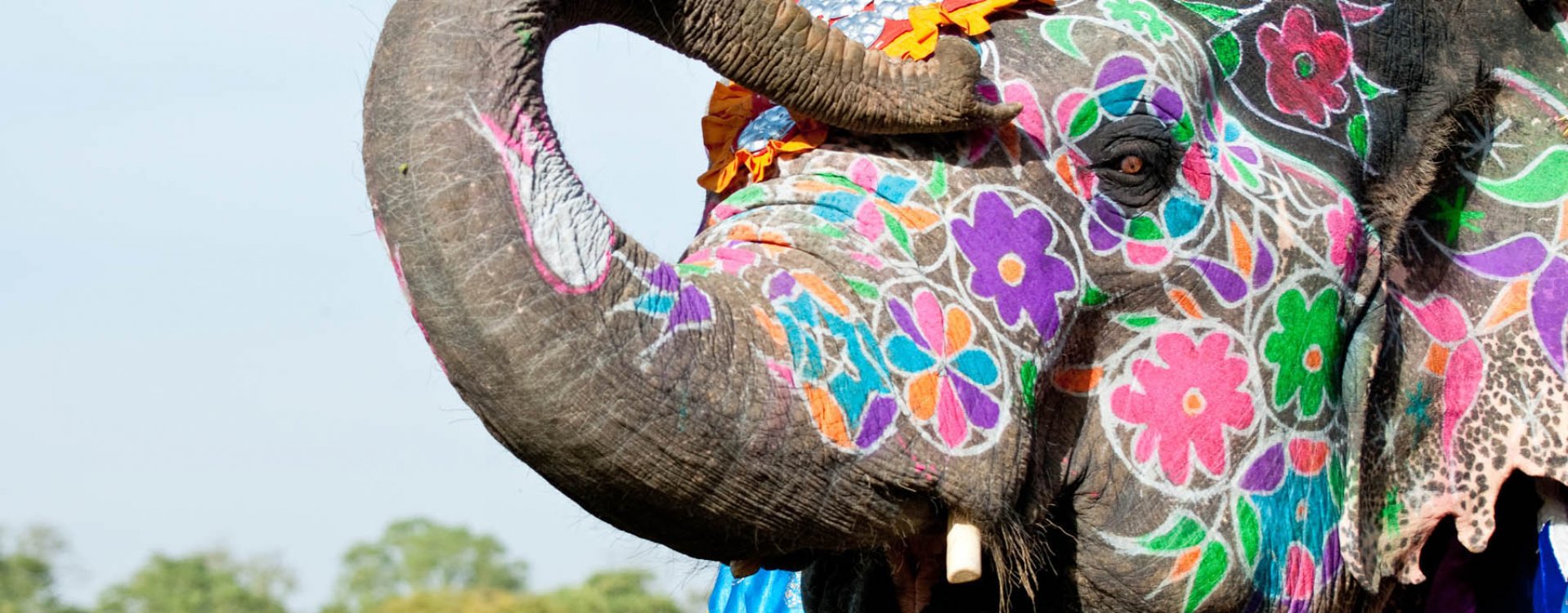 Tijger in Ranthambore NP