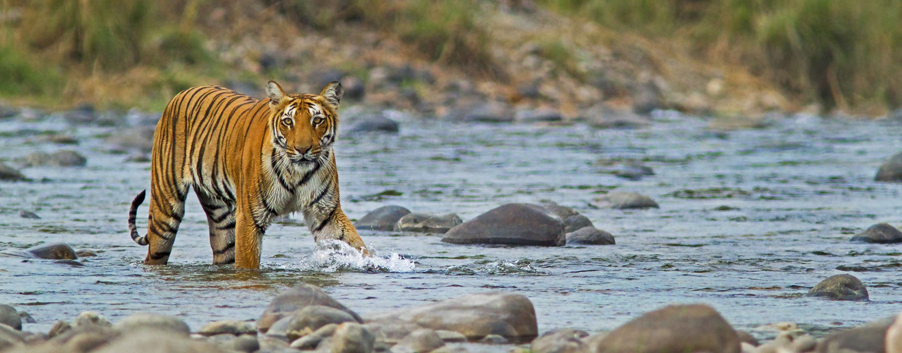 in, corbett, tijger.jpg