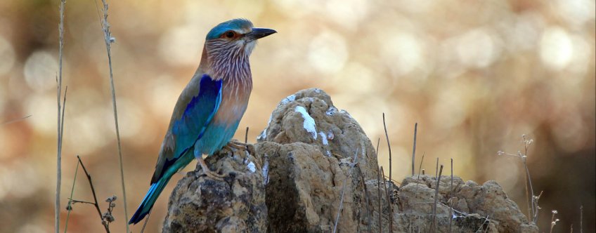 in, kanha, scharrelaar.jpg
