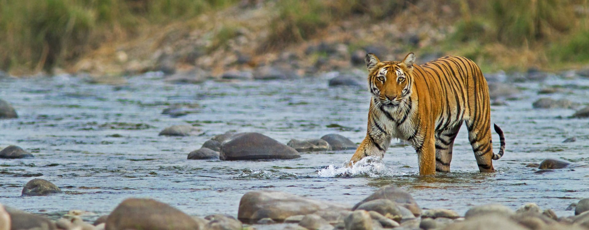Straatbeeld in Delhi