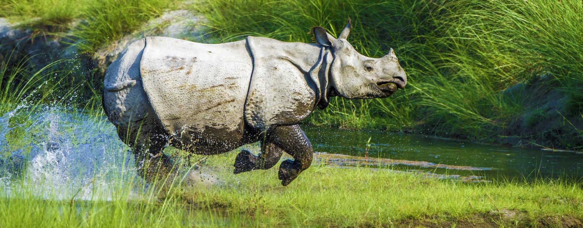 Straatbeeld in Delhi