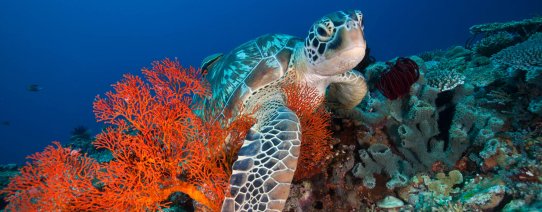 id, gili t, onderwater.jpg