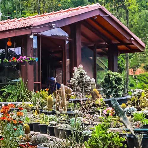 Flower Garden, Ella, Sri Lanka