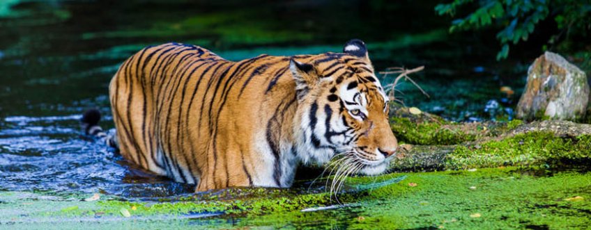 in, nagarhole np, tijger.jpg