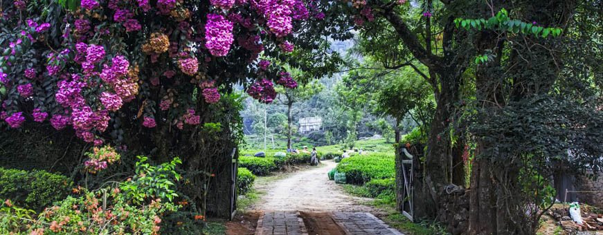 in, munnar, windermere estate, prachtige natuur.jpg