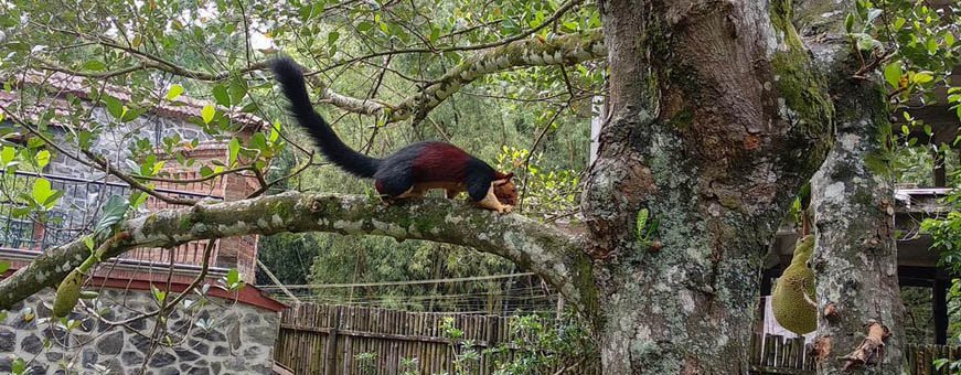 in, periyar thekkady, wildernest, natuur.jpg