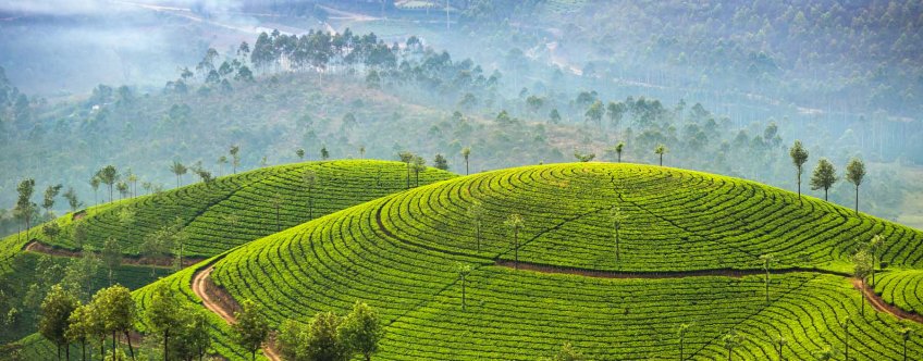 in, munnar, landschap (2).jpg