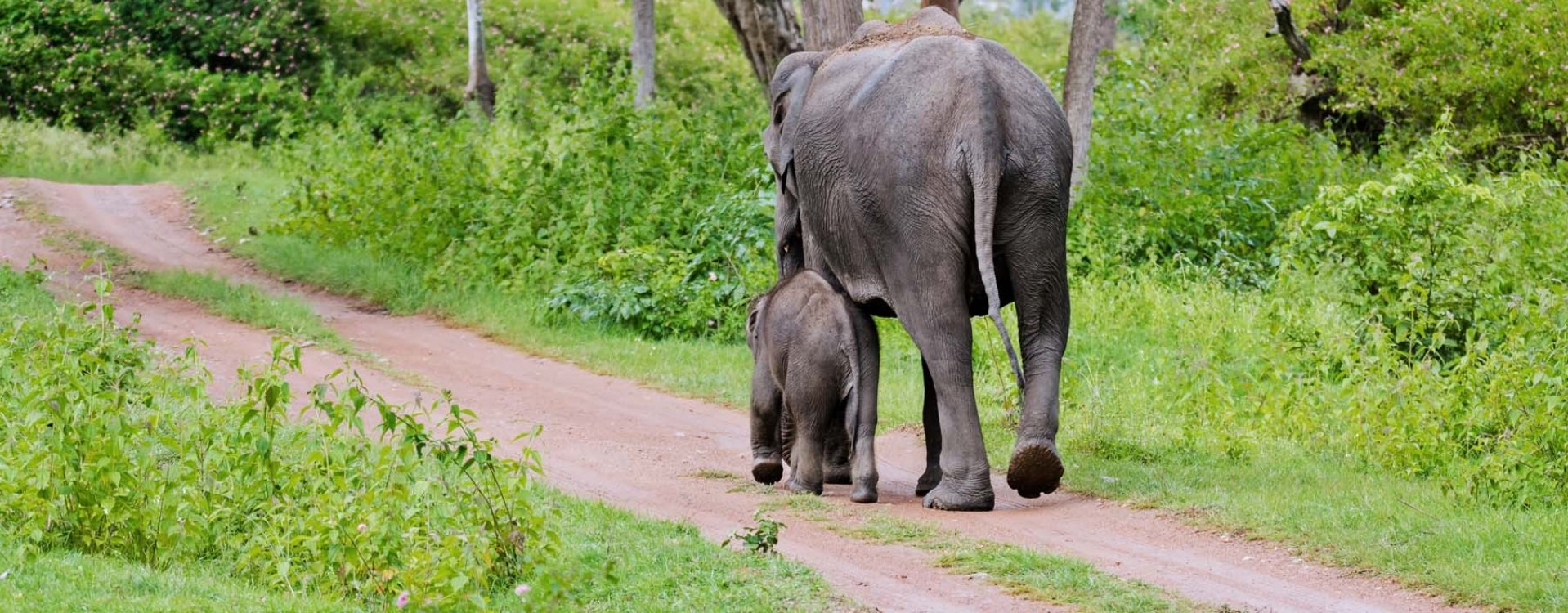 Mysore, koninklijk paleis