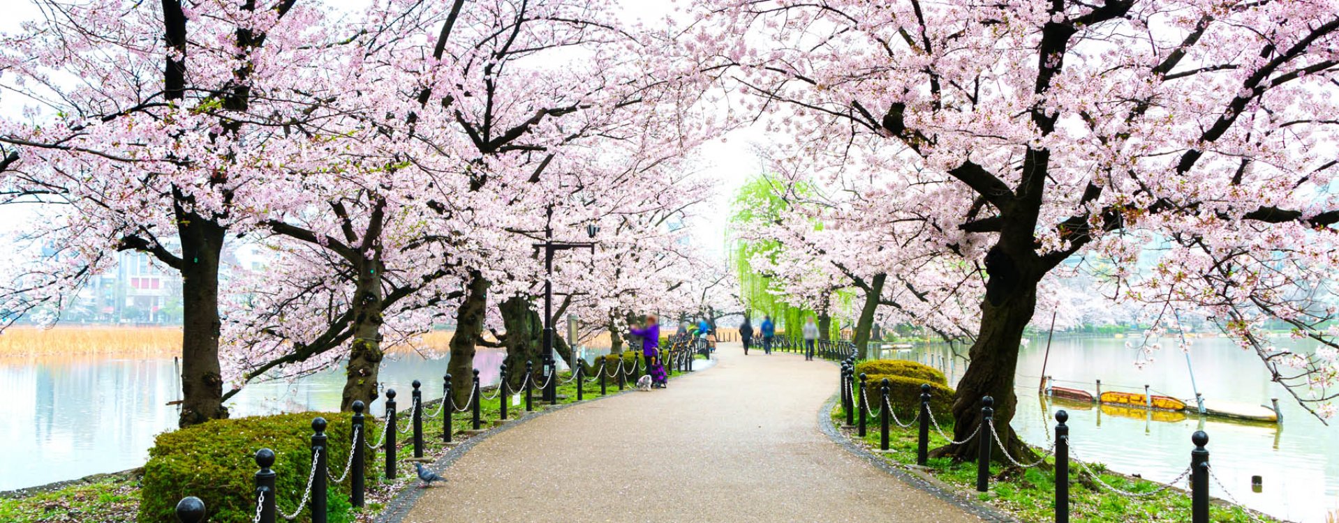 Ueno park in Tokyo