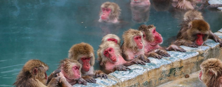 jp, hakodate, onsen met apen.jpg