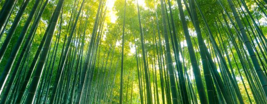 jp, kamakura, bamboe tuin.jpg