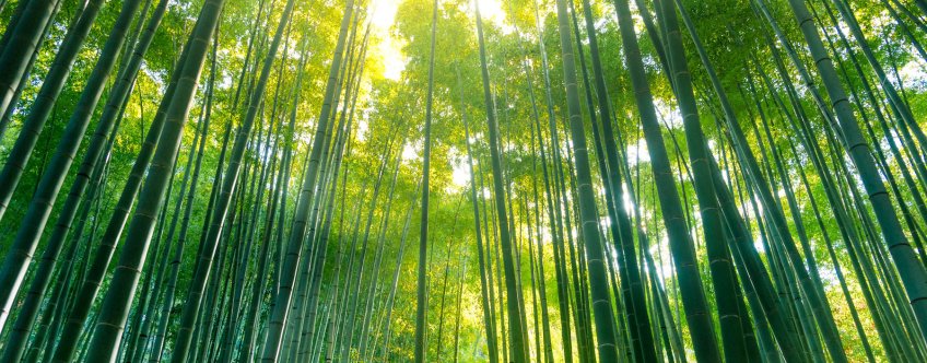 jp, kamakura, bamboe tuin.jpg