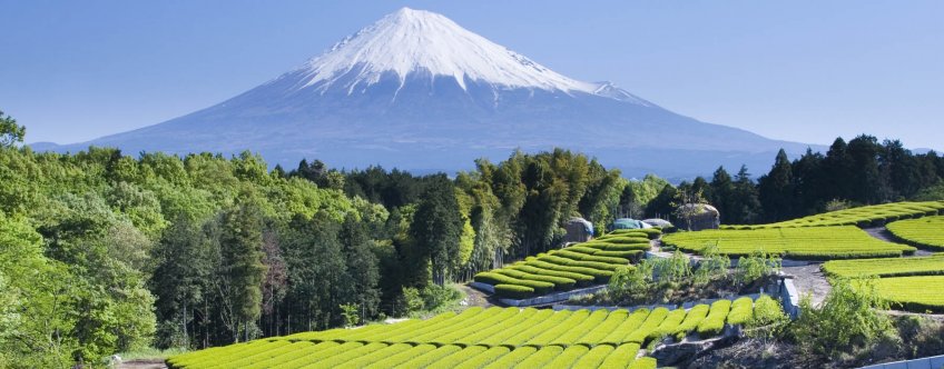 jp, mount fuji, groene thee velden (1).jpg