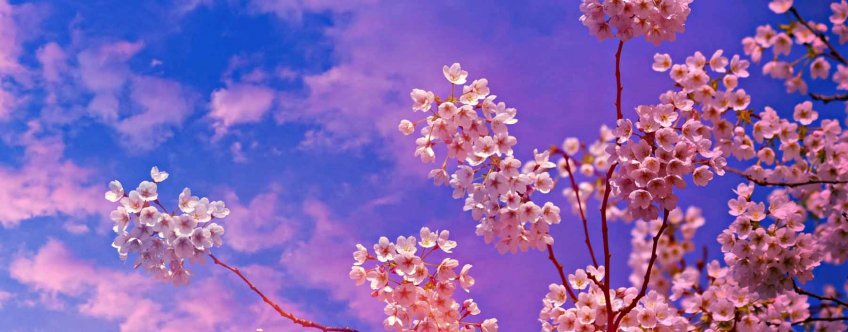 jp, algemeen, sakura.jpg