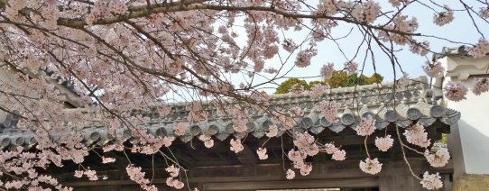 jp, kersenbloesem  periode, sakura (2).jpg