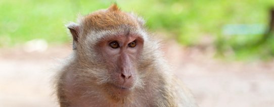 Makaak in Khao Sok National Park