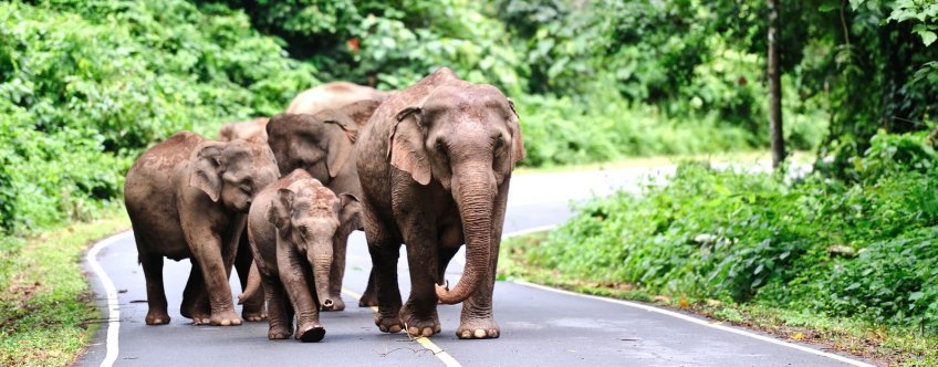th. khao yai national park, khao yai np (8).jpg