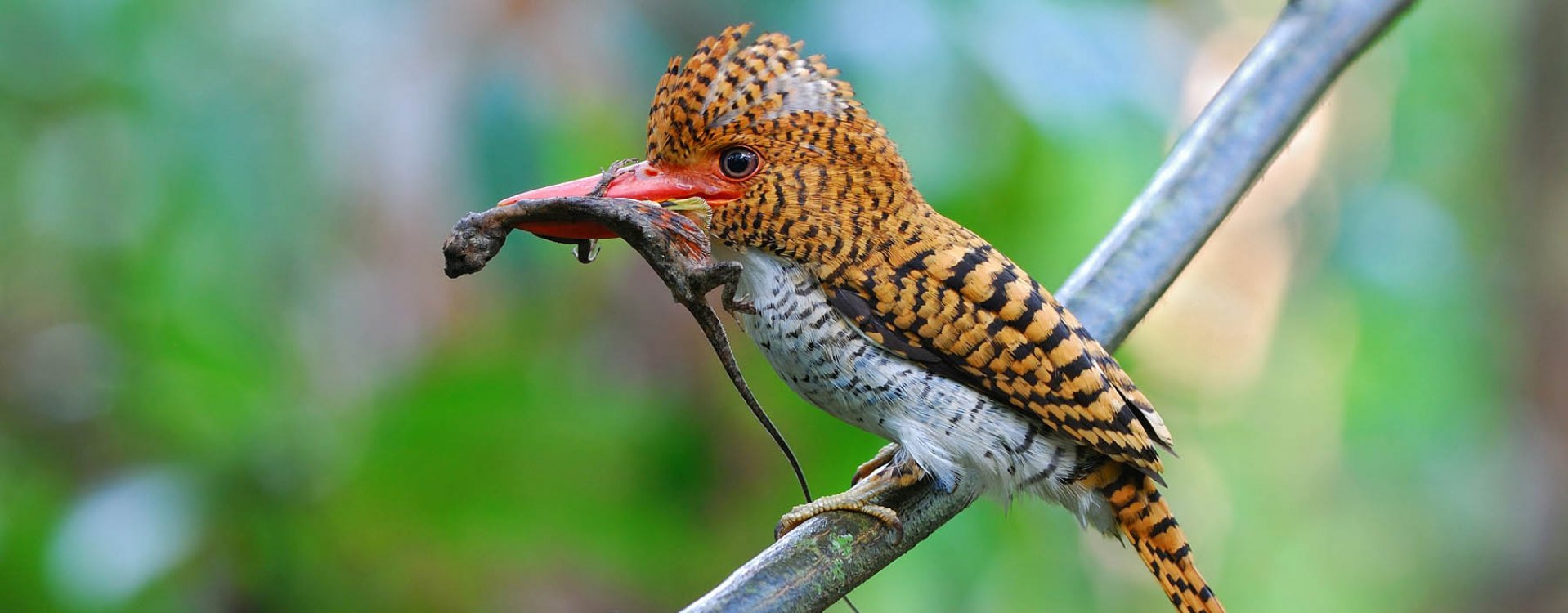 Floating Market Damnoen Saduak