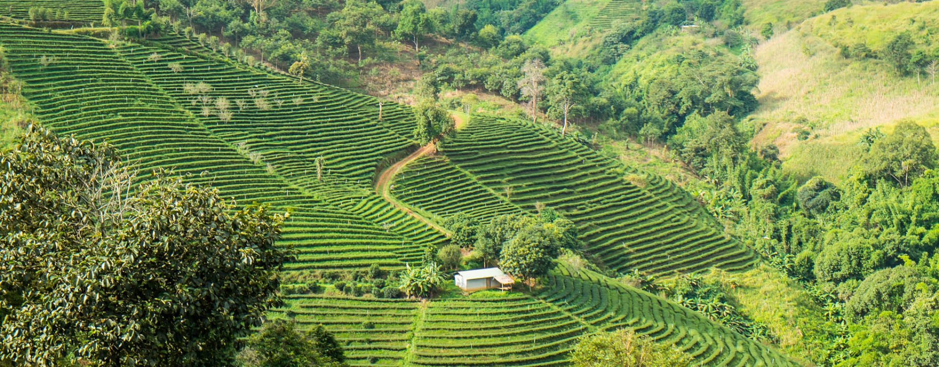 Uitzicht Chao Phraya rivier, Bangkok
